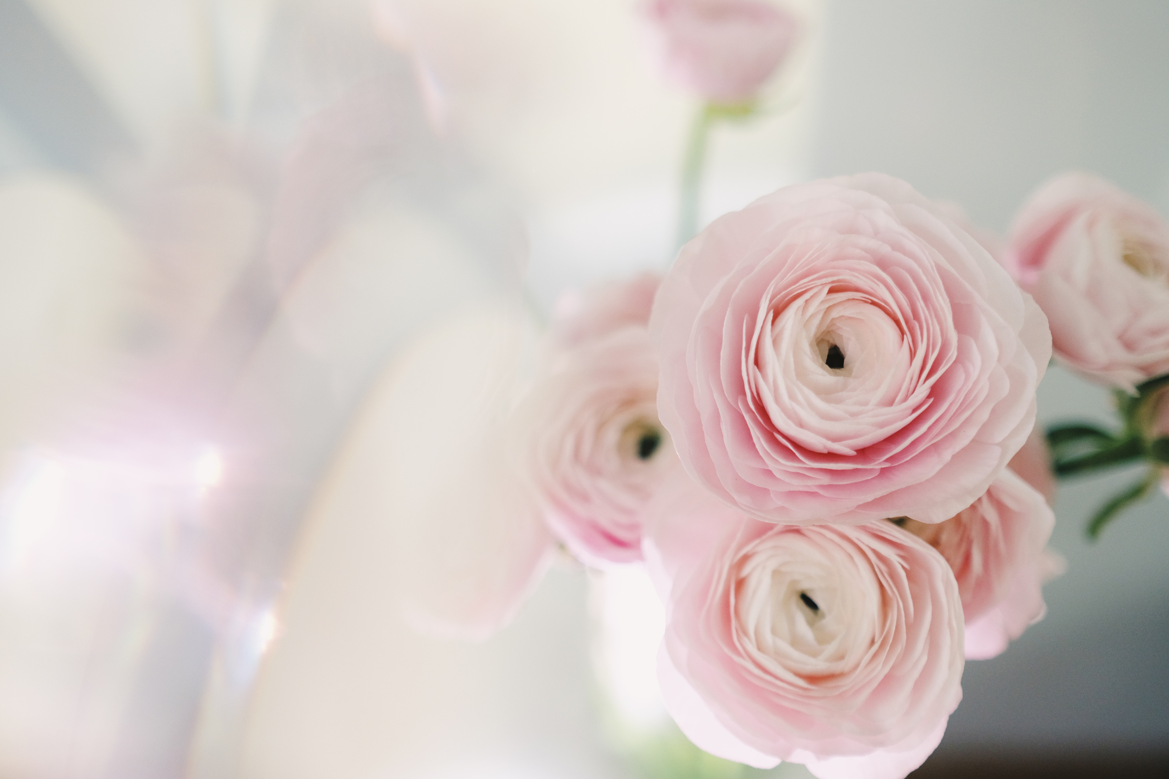 Pale Pink Buttercups 